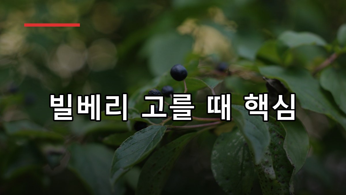 빌베리 효능·복용법·고르는 법 2026 핵심 가이드
