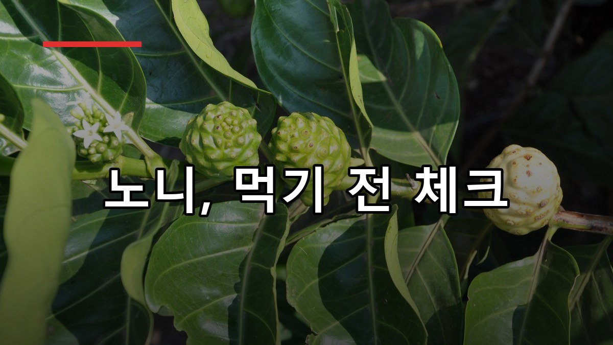 노니 효능·복용법·부작용까지 2026 꼭 알아둘 점
