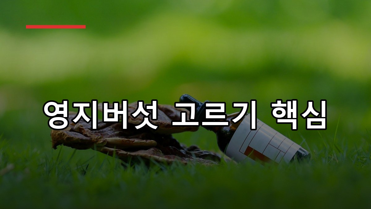 영지버섯 효능부터 복용법까지 2026 꼼꼼 가이드