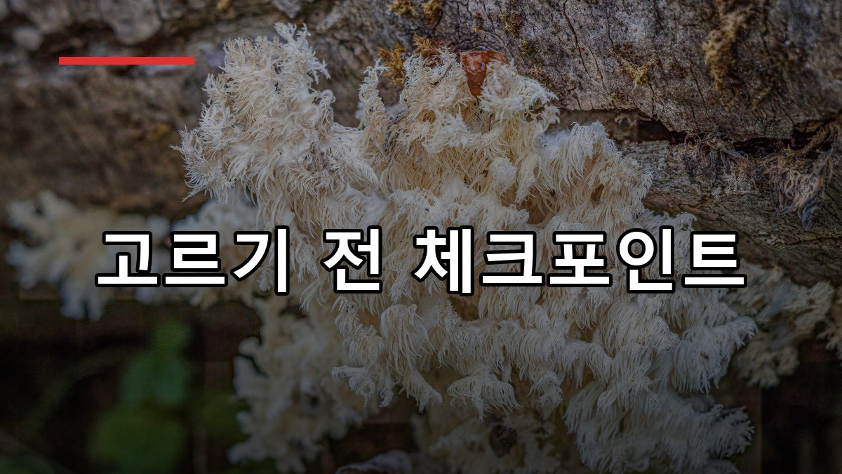 노루궁뎅이버섯 효능부터 복용법까지 2026 핵심 가이드