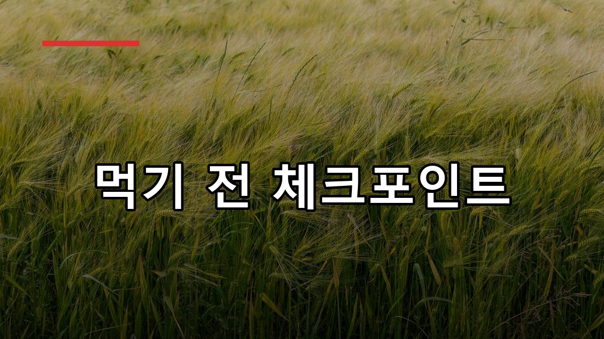 새싹보리 효능부터 먹는법까지 2026 핵심 가이드