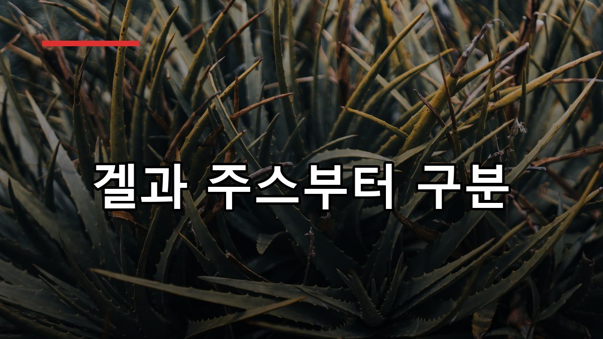 알로에 효능·복용법·주의사항 2026 한눈에 정리
