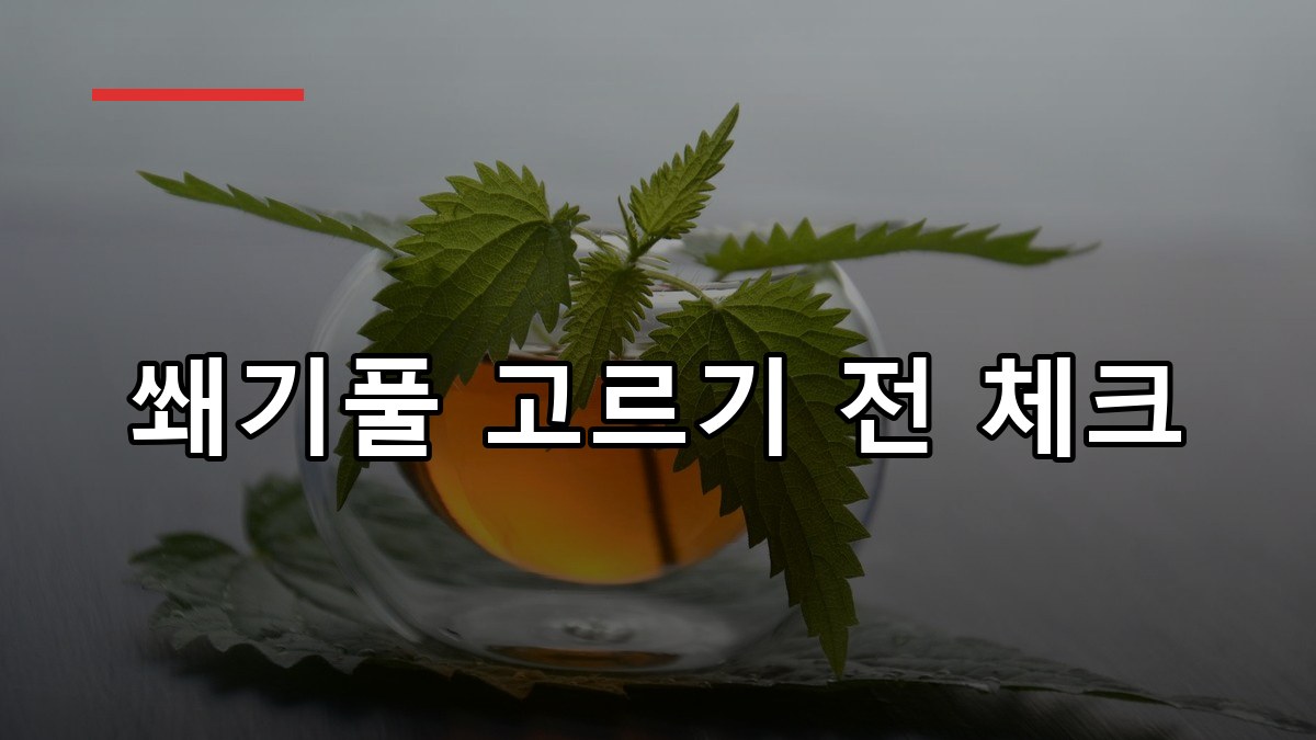 쐐기풀 효능부터 복용법까지 2026 꼭 알아둘 핵심 정리