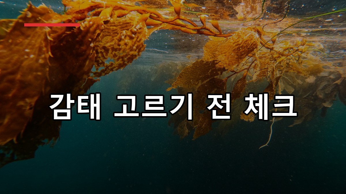 감태 효능부터 복용법까지 2026 꼼꼼 가이드