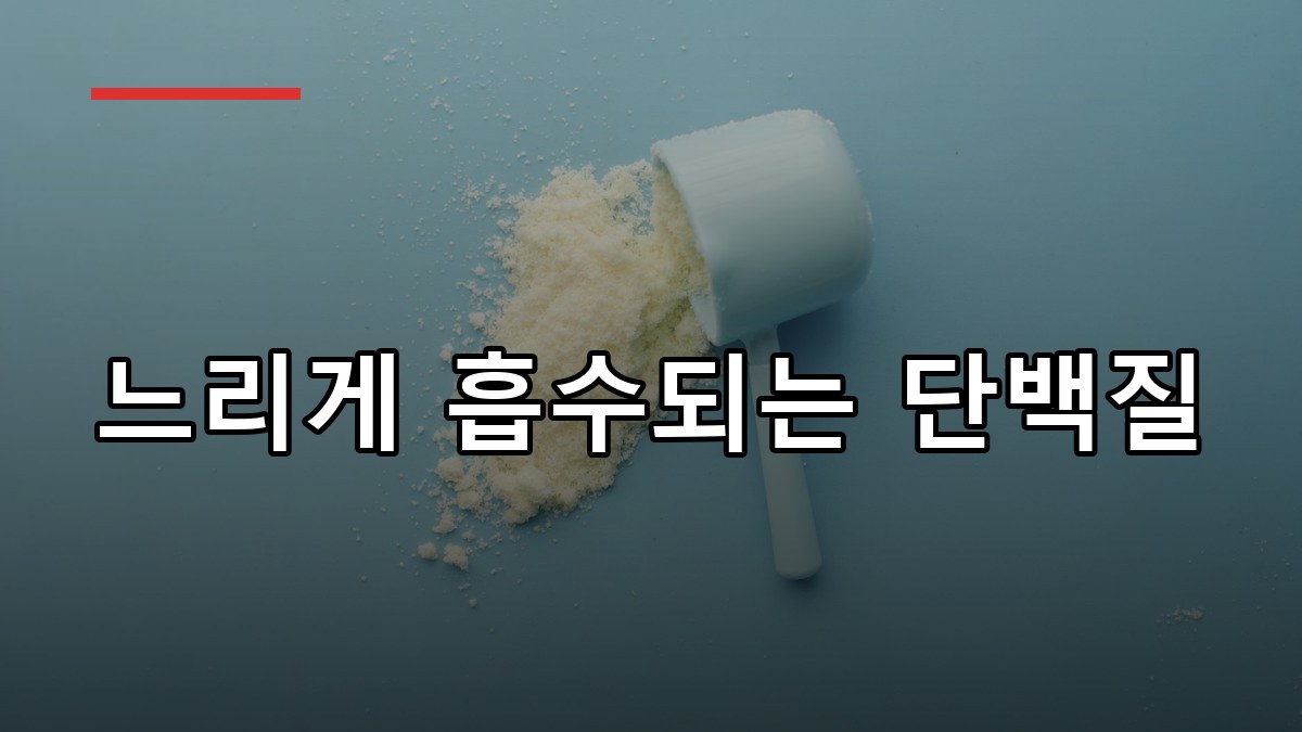 카제인 효능·복용법·부작용 총정리 2026 가이드